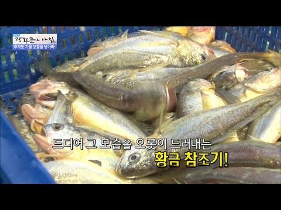 드디어 모습을 드러낸 참조기! 일반 조기와는 다르다! [광화문의 아침] 316회 20...