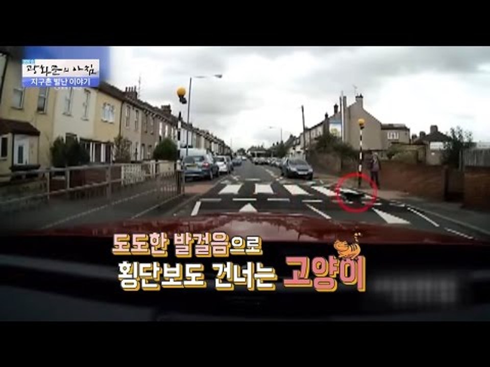 고양이님 먼저 지나가세요 [광화문의 아침] 315회 20160912