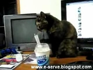 Cat Eat McFlurry
