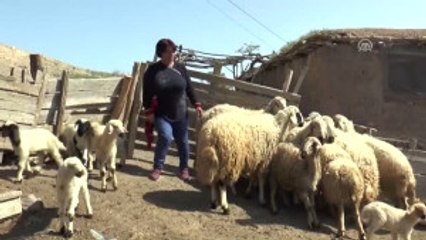 Yetiştiricilere Uygulamalı Koyun Kırkımı Eğitimi