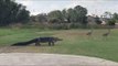 Gator Slowly Stalks Two Cranes Across Florida Golf Course