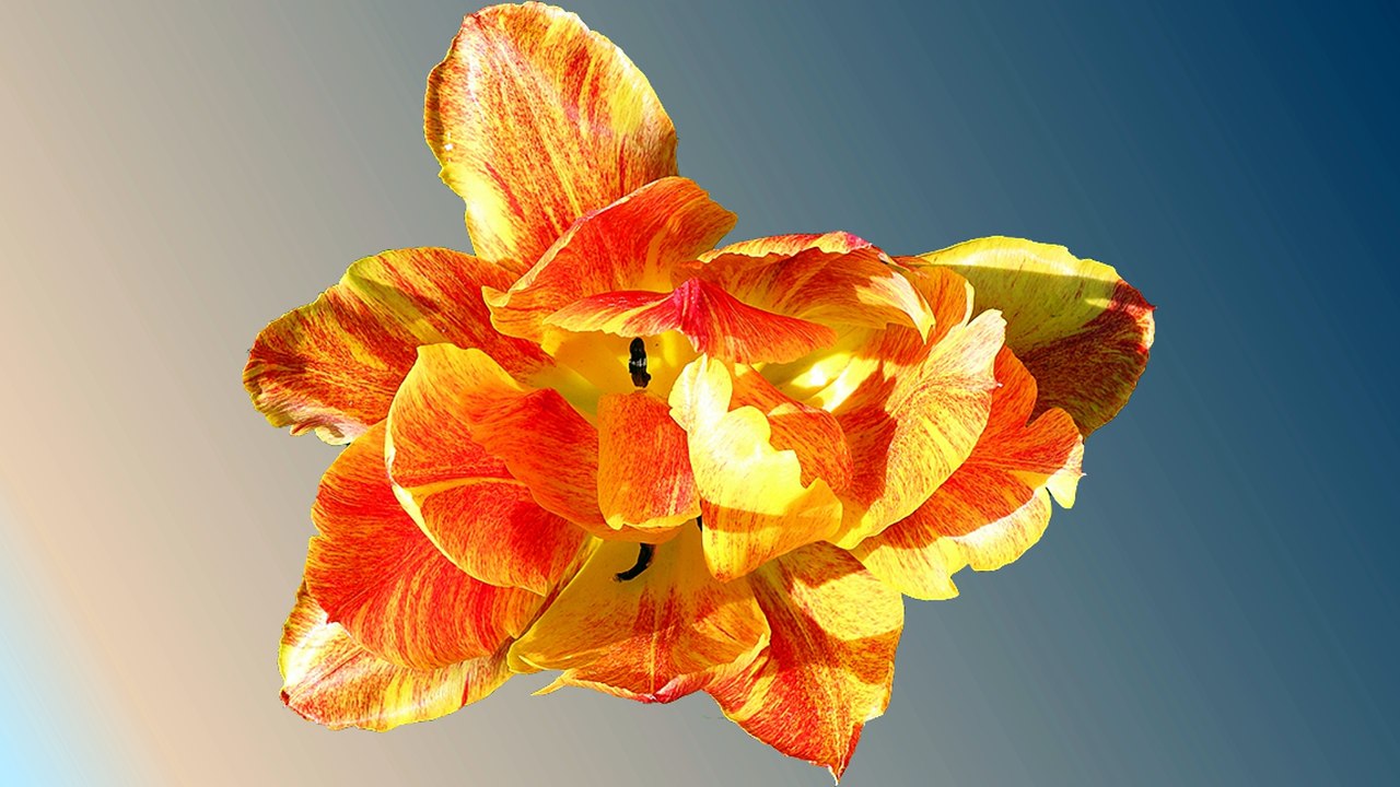Fleurs détourées