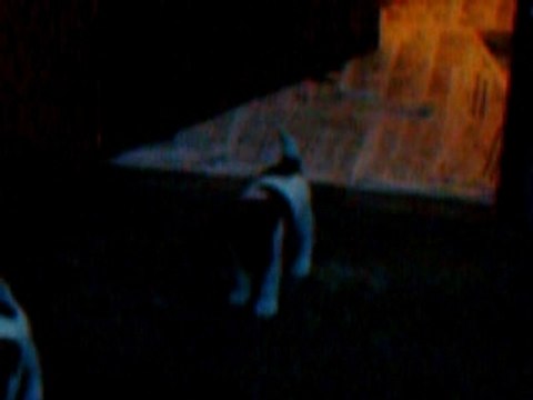 Chiots Fox-terriers à poil lisse de Vénus Du Castel Des Près