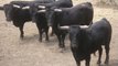 tierra de toros, las castas bravas PARTE-5-bullfighting festival Crazy bull attack people #307