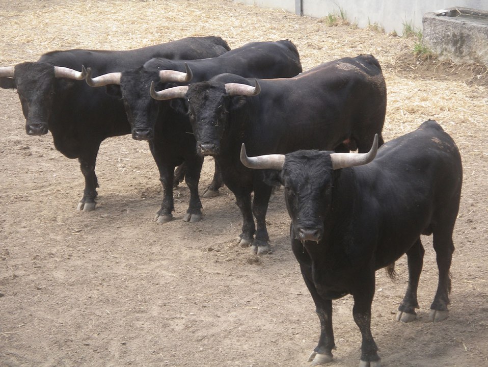 tierra de toros, las castas bravas PARTE-5-bullfighting festival Crazy bull attack people #307