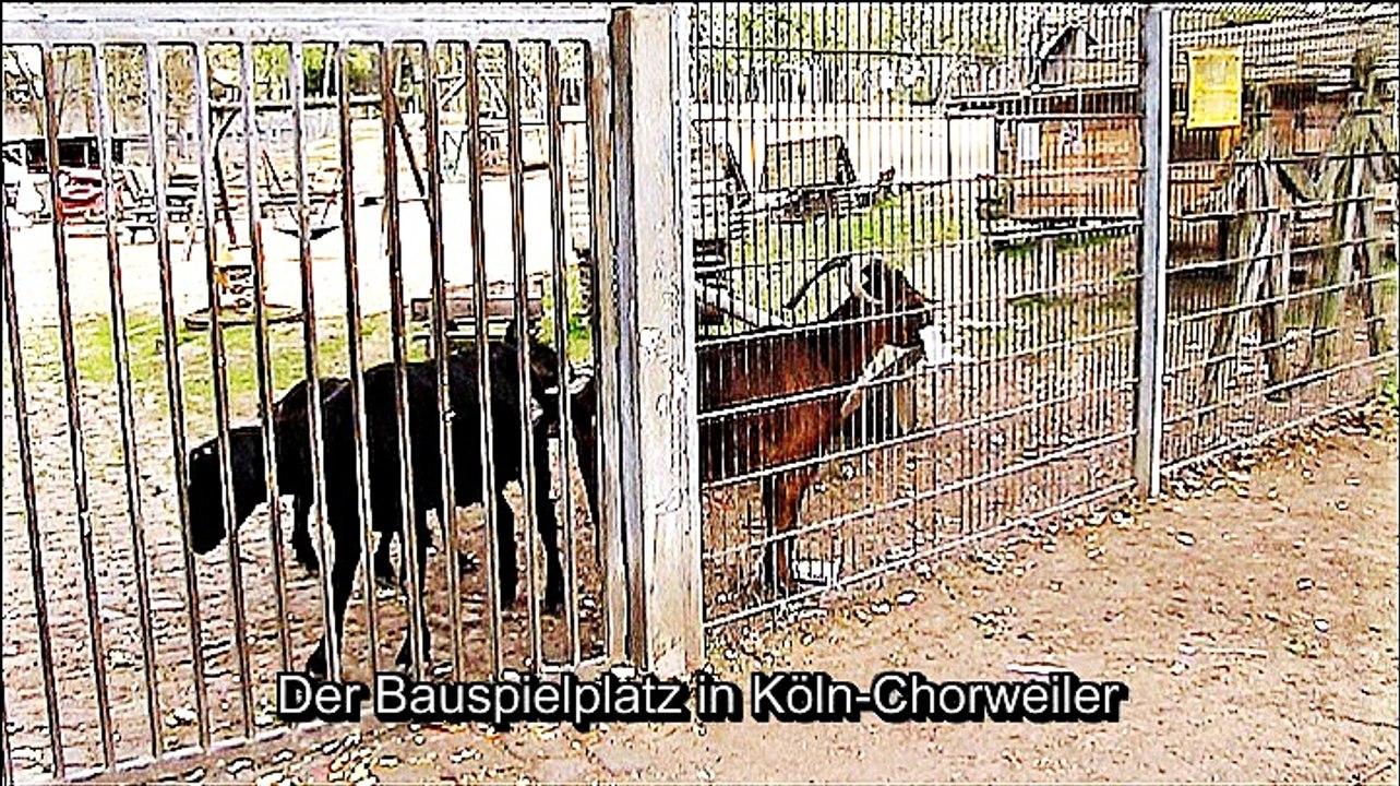 Ziegen in Köln Chorweiler