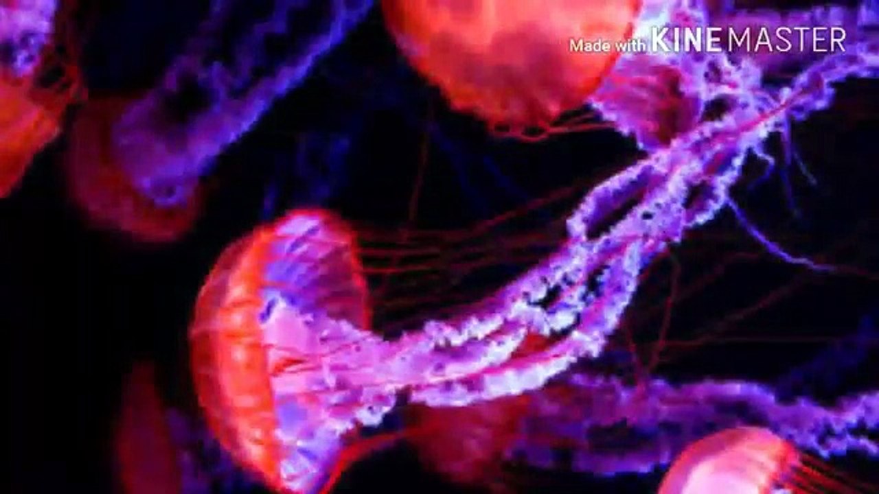 Interesting Facts in Telugu Episode-2_ Amazing Facts You didn't know _ Telugu Badi