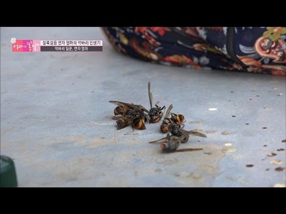 말벌 잡는 연자 엄마! 즉석으로 말벌주를?! [엄마의 봄날] 58회 20160911