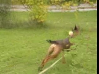 Elwood-IPO-Schutz-03.10.2007