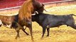 IMPRESIONANTE !!!!  TOROS 2017 con SUSTOS y COGIDAS. AMBIENTAZOOO, bullfighting festival Crazy bull attack people #309