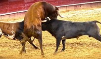 IMPRESIONANTE !!!!  TOROS 2017 con SUSTOS y COGIDAS. AMBIENTAZOOO, bullfighting festival Crazy bull attack people #309