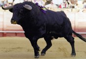 IMPRESIONANTE !!!!  TOROS 2017 con SUSTOS y COGIDAS. AMBIENTAZOOO, bullfighting festival Crazy bull attack people #311