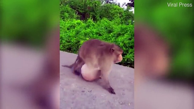 Chú khỉ ăn cả thế gian béo đến nỗi bụng lê lết dưới đất