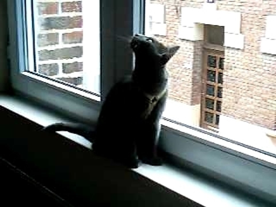 un chat et une mouche