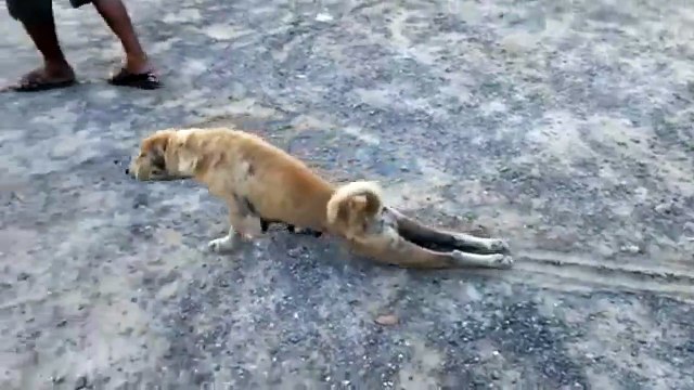 Cachorro malandro!! rsrs