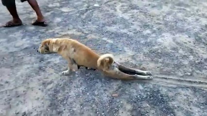 Cachorro malandro!! rsrs