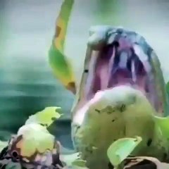 a huge anoconda vs crocodile|anoconda attract crocodile hd video