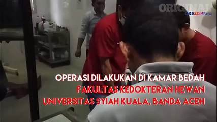 Terkena Jerat Babi, Beruang Madu Betina Diamputasi