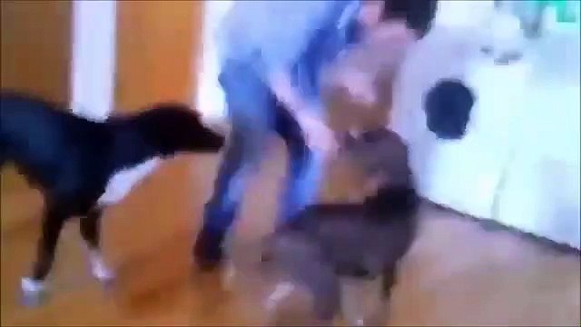 sakar hayvanların en komik sevimli halleri izle