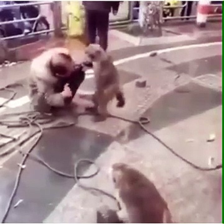 Maymunun İntikamı maymuna atar yaparsan böyle olur