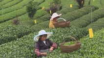 Zunyi: de símbolo del comunismo a revolucionaria de la industria del té