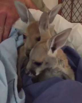 Ces bébés kangourous sautent dans leur poche et c'est trop mignon