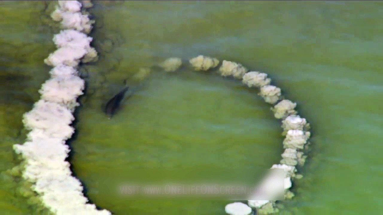Des dauphins ont une super technique pour manger à leur faim !