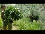 Oppido Mamertina (RC) - Coltiva marijuana in area demaniale, arrestato (29.04.17)
