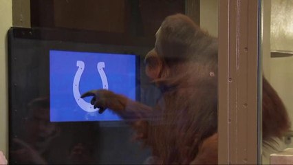 Orangutan announces Colts' Round 4 pick