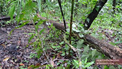 Primitive Technology: Water powered hammer (Monjolo)