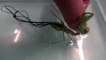Huge Worm inside Praying Mantis - This is what happen when you put Praying mantis in Water
