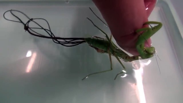 Huge Worm inside Praying Mantis - This is what happen when you put Praying mantis in Water
