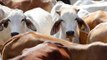 Anil Vij starts online poll to make Cow 'National Animal'