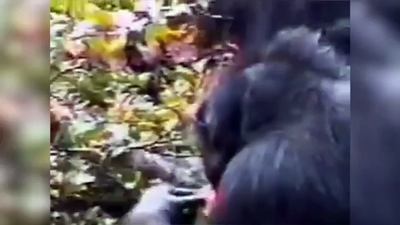 Et ouais tu pues du cul mon singe