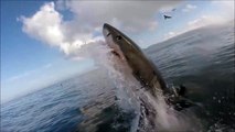 Il filme un grand requin blanc de très près Dingue