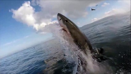 Il filme un grand requin blanc de très près Dingue