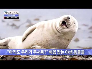 사람인줄? 코미디 야생 사진 상 출품작 모음! [광화문의 아침] 313회 20160908