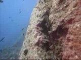 Plongée Açores / Graciosa Baixa do Ferreiro de Fora