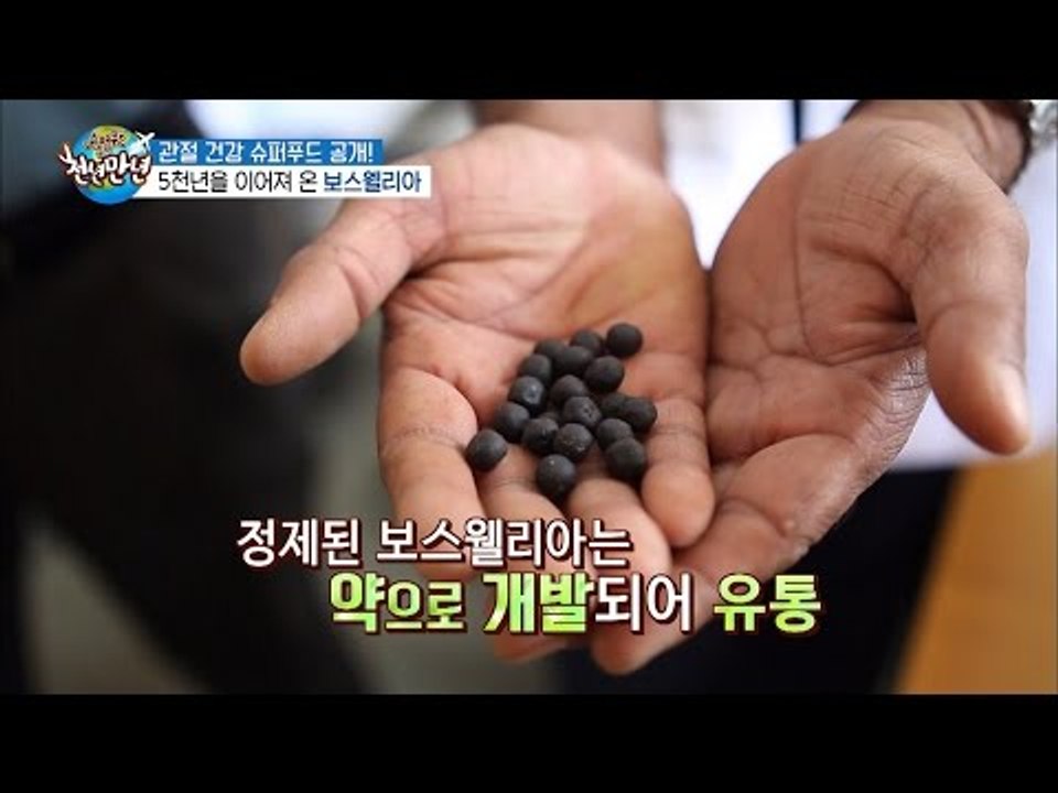 관절건강 슈퍼푸드 ‘보스웰리아’! [슈퍼푸드 투어 천년만년] 2회 20160906