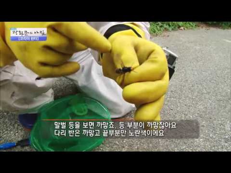 살인적인 독, 등검은말벌 등장! [광화문의 아침] 312회 20160907