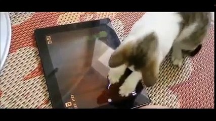 gulme krizine sokan kediler