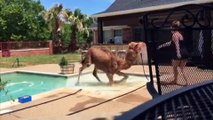 Une jeune femme retrouve un chameau dans sa piscine !