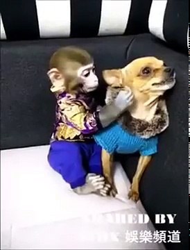 ESSA CACHORRA ZANGOU COM O MACACO POR CAUSA DO CARINHO QUE ELE FEZ COM ELA