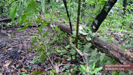 Primitive Technology- Water powered hammer (Monjolo)