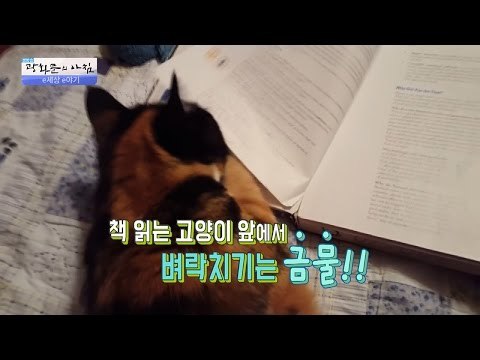 집사의 공부를 감시하는 고양이! 벼락치기하지 말라옹! [광화문의 아침] 311회 20160906