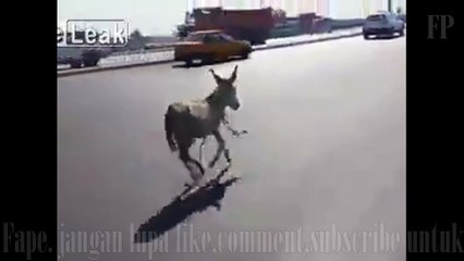 Funny Animal On Road Run Forest Run