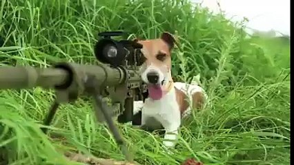 CACHORRO VS ESQUILO TIROTEIRO VIDEOS ENGRAÇADOS DO WHATSAPP