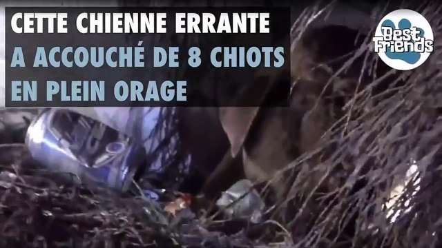 Des bénévoles sauvent une chienne errante et ses 8 petits en plein orage