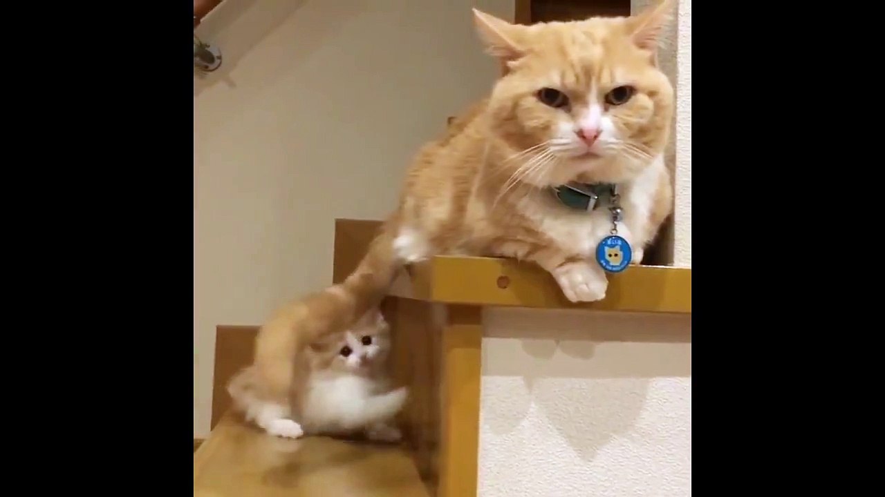 cat cat