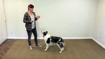 Cute easy and popular trick to train - dog clicker training-DRlOf